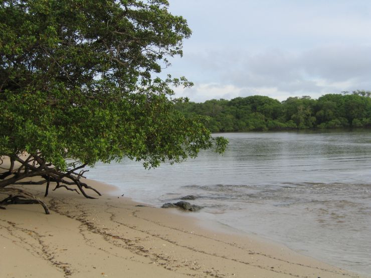 langosta. Estuary at Playa Langosta