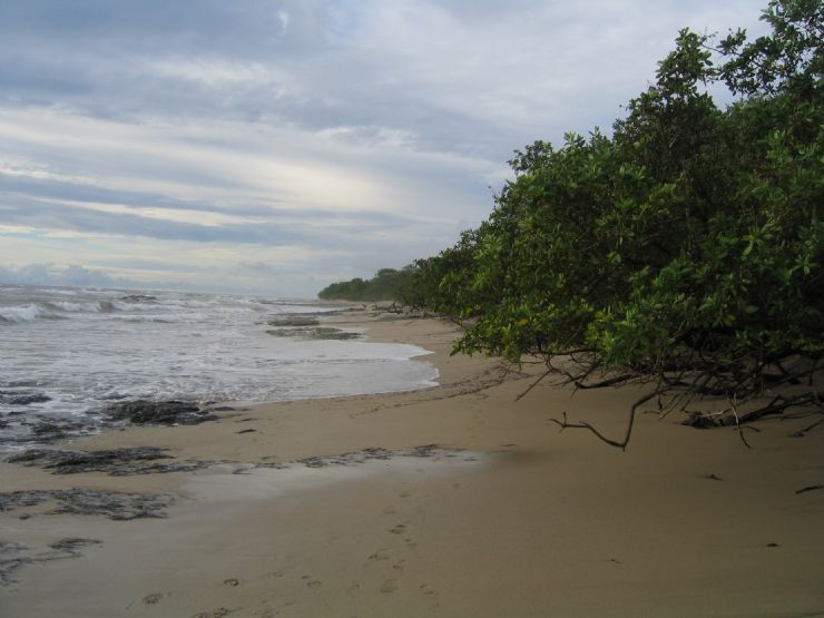 langosta. Playa Langosta Beach