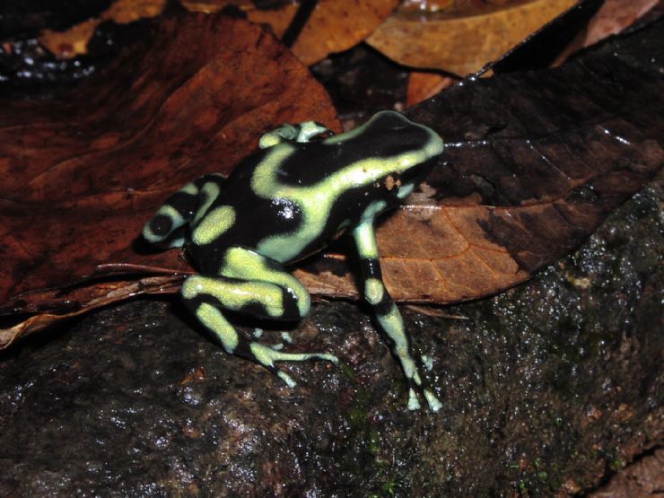 Discover the diversity of Corcovado National Park in Southern Costa