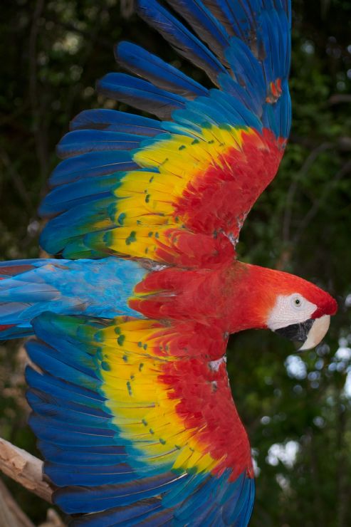 Colorful Scarle...