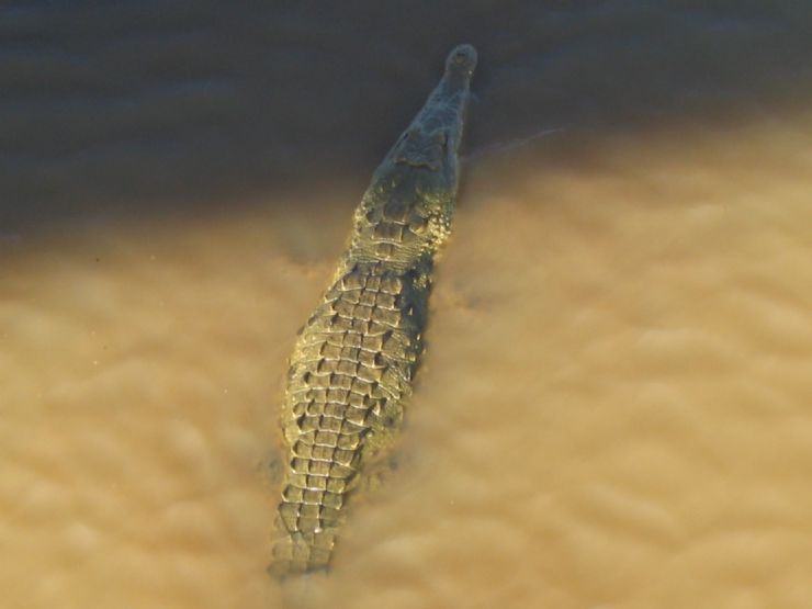 Crocodile in River