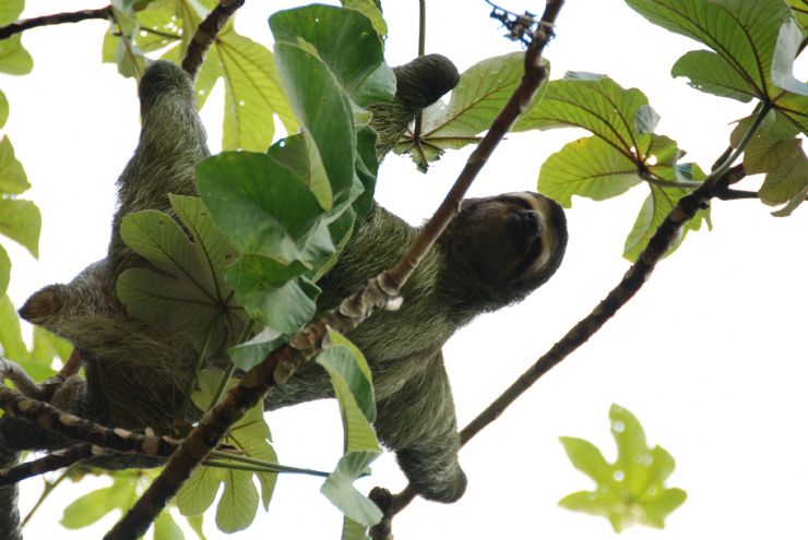 Three Toed Sloth
