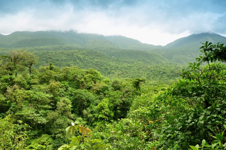 View of forest from Hojancha Guanacaste