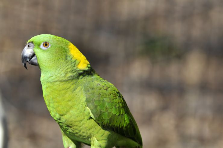 Yellow Naped Parrot on Negritos Island