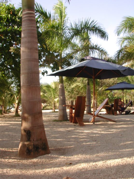 Playa Avallana Beachfront Bar with Palm Trees