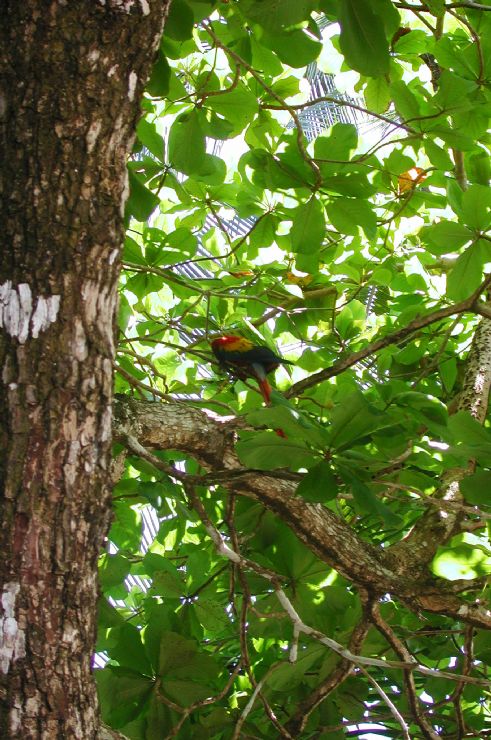 Obstructed view of Scarlet Macaw in Corcovado National Park