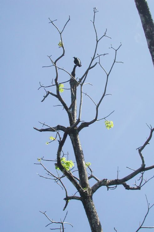 Black Vulture
