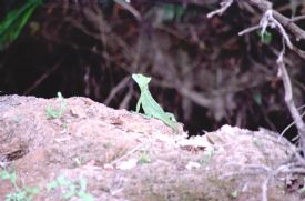 Ca�o Negro - Basilisk Lizard&nbsp;-&nbsp;Ca�o Negro National Wildlife Refuge, Alajuela