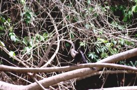 Ca�o Negro Heron&nbsp;-&nbsp;Ca�o Negro National Wildlife Refuge, Alajuela