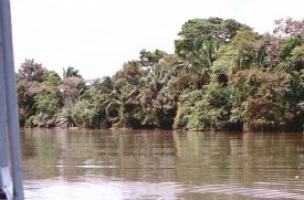 Ca�o Negro River&nbsp;-&nbsp;Ca�o Negro National Wildlife Refuge, Alajuela