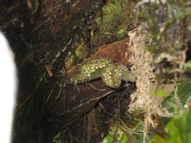 Eyelash Pit Viper Snake&nbsp;-&nbsp;Braulio Carrillo National Park, Heredia