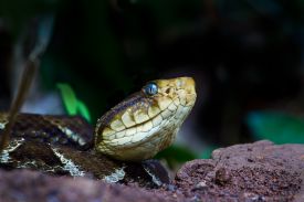 Fer-de-Lance Snake in Corcovado National Park