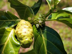 Fruit of Morinda&nbsp;-&nbsp;Manzanillo, Limon