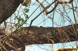 Iguana in Tree&nbsp;-&nbsp;Ca�o Negro National Wildlife Refuge, Alajuela