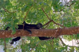 Howler Monkey Relaxing in Tree&nbsp;-&nbsp;Ca�o Negro National Wildlife Refuge, Alajuela