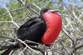 Magnificent Frigatebird inflated throat pouch for breeding season&nbsp;-&nbsp;Bah�a Junquillal National Wildlife Refuge, Guanacaste