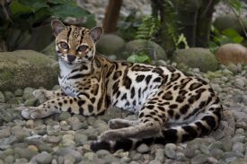 Margay on a trail in Corcovado National Park