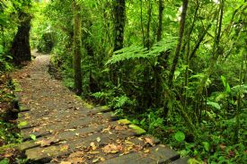 Trail at Monteverde Cloud Forest Reserve