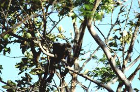 Howler Monkey Santa Rosa National Park