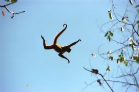 Flying Spider Monkey