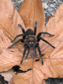 Tarantula Spider&nbsp;-&nbsp;Braulio Carrillo National Park, Heredia