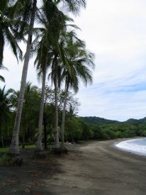 Beach Palm