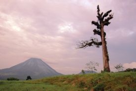 Beautiful tree with Arenal Volcano in the background&nbsp;-&nbsp;Arenal Volcano National Park, Alajuela