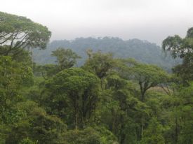Brauilo Carrillo Park Canopy&nbsp;-&nbsp;Braulio Carrillo National Park, Heredia