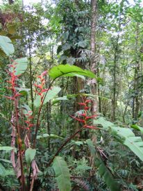 Brauilo Carrillo Fauna&nbsp;-&nbsp;Braulio Carrillo National Park, Heredia