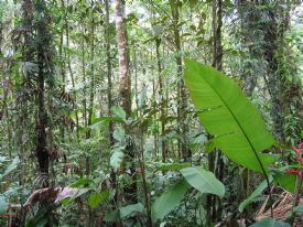 Brauilo Carrillo National Park Forest&nbsp;-&nbsp;Braulio Carrillo National Park, Heredia
