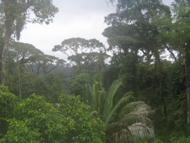 Brauilo Carrillo National Park&nbsp;-&nbsp;Braulio Carrillo National Park, Heredia