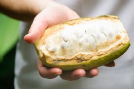 Cacao Pod used for making chocolate&nbsp;-&nbsp;Golfito, South Puntarenas