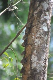 Ca�o Negro Bats on Tree&nbsp;-&nbsp;Ca�o Negro National Wildlife Refuge, Alajuela