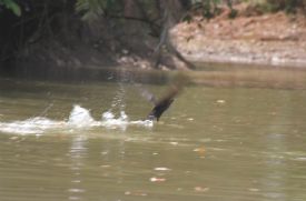 Ca�o Negro Bird&nbsp;-&nbsp;Ca�o Negro National Wildlife Refuge, Alajuela