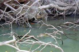 Ca�o Negro Cayman swimming&nbsp;-&nbsp;Ca�o Negro National Wildlife Refuge, Alajuela