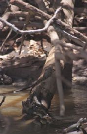 Baby Caymen&nbsp;-&nbsp;Ca�o Negro National Wildlife Refuge, Alajuela