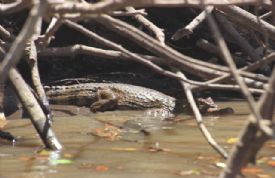 Cayman in water at Ca�o Negro&nbsp;-&nbsp;Ca�o Negro National Wildlife Refuge, Alajuela
