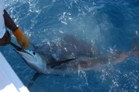 Catch & Release with a Marlin off of Quepos, Costa Rica&nbsp;-&nbsp;Quepos, North Puntarenas