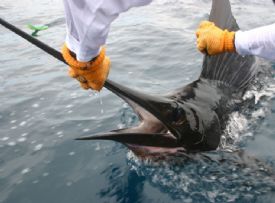 Catch & Release with a Sailfish off of Quepos&nbsp;-&nbsp;Quepos, North Puntarenas