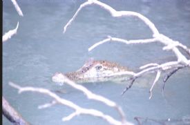 Cayman Swimming at Ca�o Negro &nbsp;-&nbsp;Ca�o Negro National Wildlife Refuge, Alajuela