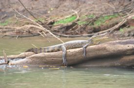 Cayman on Log in Ca�o Negro&nbsp;-&nbsp;Ca�o Negro National Wildlife Refuge, Alajuela