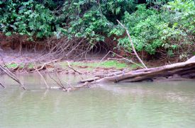 Cayman in Sun in Ca�o Negro &nbsp;-&nbsp;Ca�o Negro National Wildlife Refuge, Alajuela