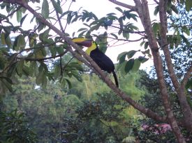 Chestnut Mandibled Toucan&nbsp;-&nbsp;Drake Bay, South Puntarenas