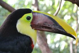 Close up to Chestnut Toucan in Drake Bay