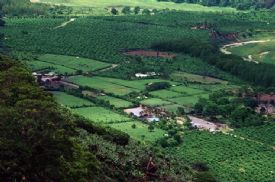 Coffee plantations in the Orosi Valley&nbsp;-&nbsp;Orosi, Cartago