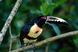 Collared Aracari in Drake Bay Costa Rica