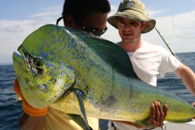 Dolphin Fish in Costa Rica&nbsp;-&nbsp;Drake Bay, South Puntarenas