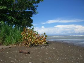 Dominical Beach Flora&nbsp;-&nbsp;Dominical, South Puntarenas