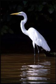 Great Egret