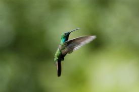 Humming Bird in Drake Bay&nbsp;-&nbsp;Drake Bay, South Puntarenas